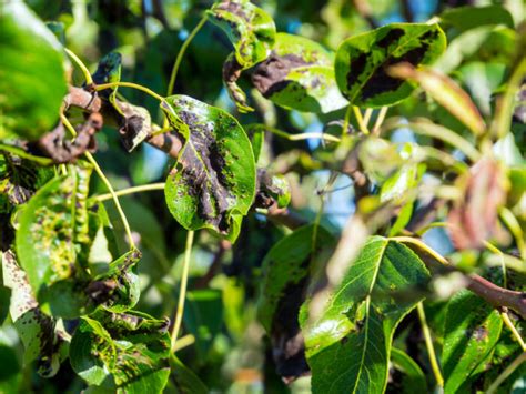 birne schwarze blätter|Schwarze Blätter bei Birnbaum – Ursachen und Gegenmaßnahmen.